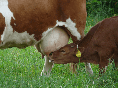 Ordenha de vaca pode ser feita depois do parto?