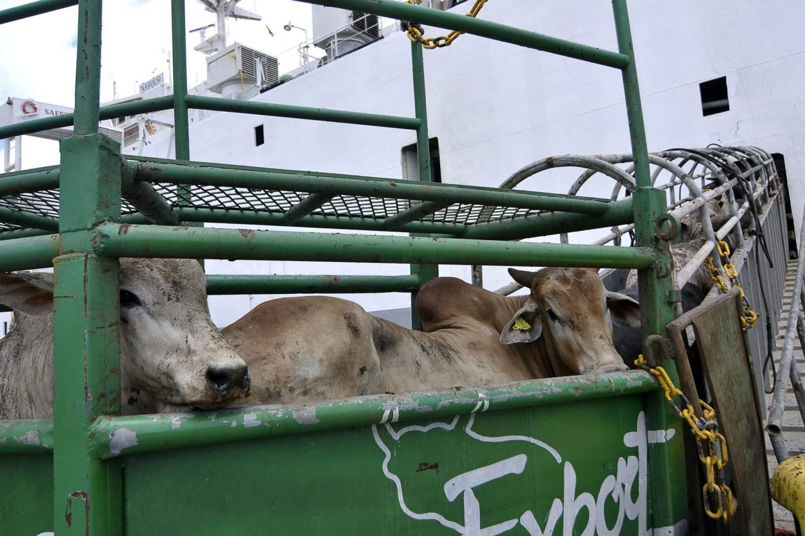 Mapa quer unificar regras para transporte terrestre de animais vivos Mapa quer unificar regras para transporte terrestre de animais vivos