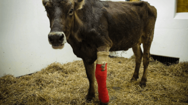 Primeiros socorros em acidente com gado