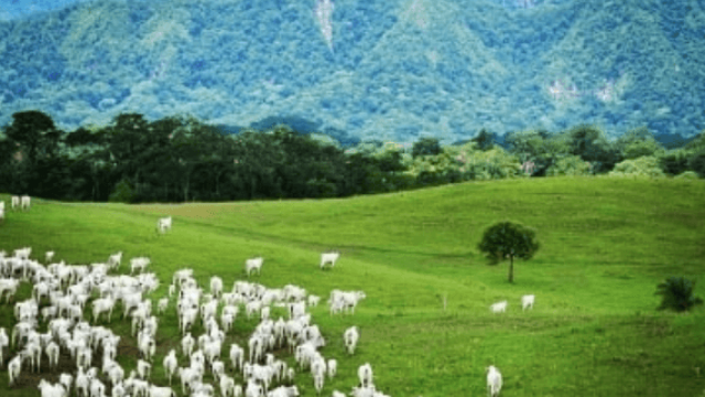 Propriedade ideal para a pecuária no Brasil
