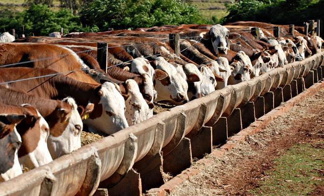 Como usar sal proteinado com ureia sal proteinado com ureia - Como usar sal proteinado com ureia