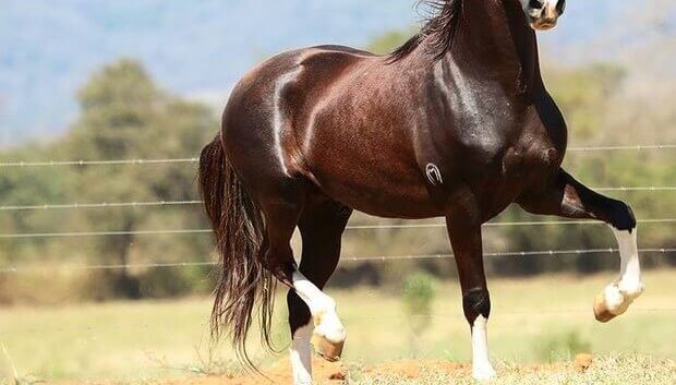 O capim que pode matar os cavalos. 