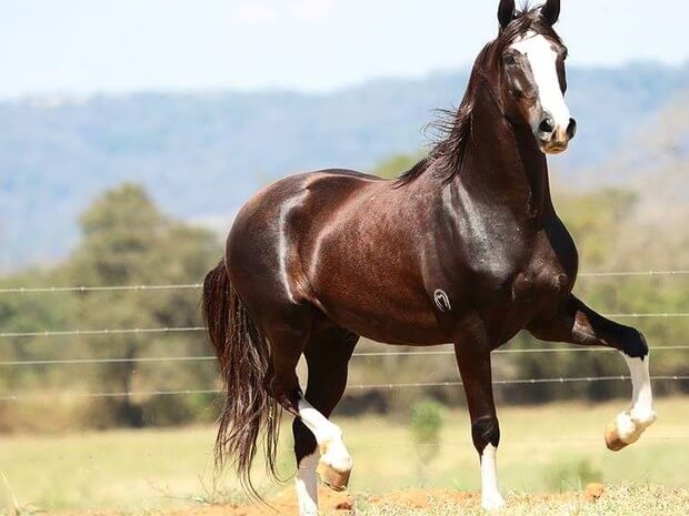 Posso dar sal proteinado para equinos? sal proteinado para cavalos - Posso dar sal proteinado para equinos?
