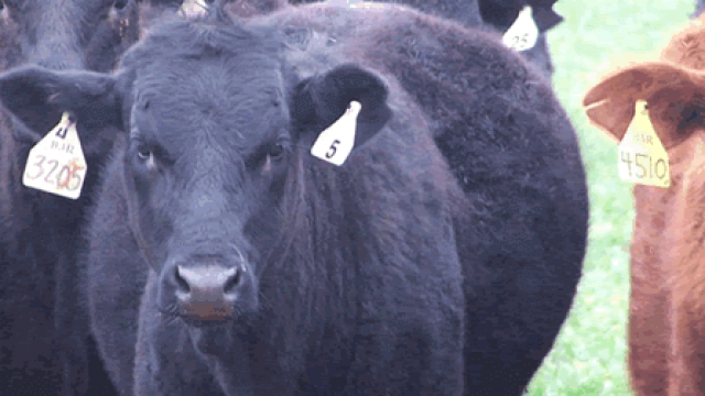 Timpanismo em bovinos: como evitar