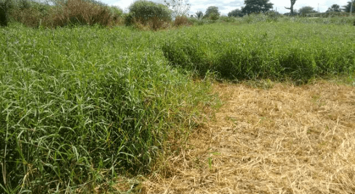 Feno em pé para uso no período da seca feno em pe - Feno em pé para uso no período da seca