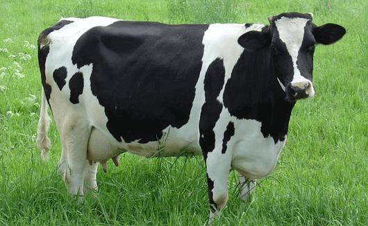 Como identificar vacas no cio identificar vacas no cio - Como identificar vacas no cio