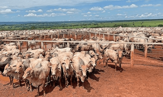 Confinamento alto grão: Passo a passo de como fazer