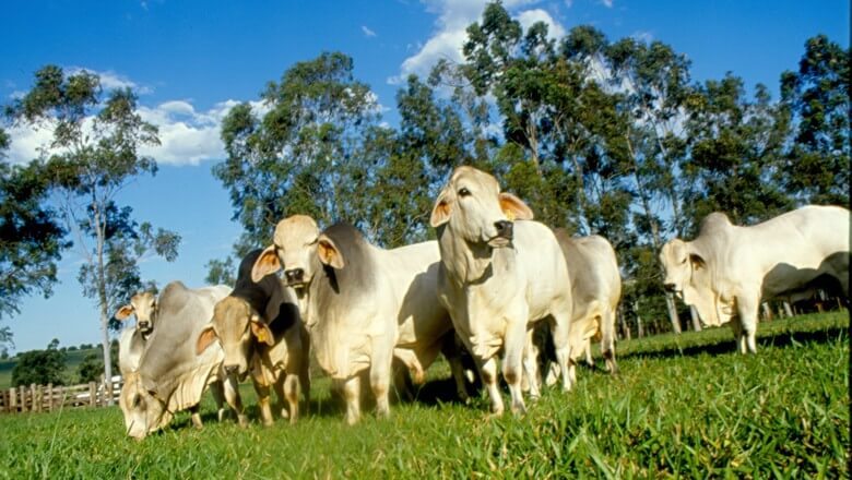 Pequenos e médios produtores terão mais R$ 6 bi em crédito rural Pequenos e médios produtores terão mais R$ 6 bi em crédito rural