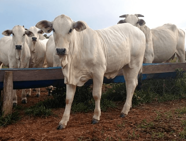 Como obter uma boa conversão alimentar de bovinos