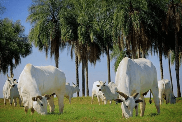 Qual o melhor investimento na pecuária? melhor investimento na pecuária - Qual o melhor investimento na pecuária?