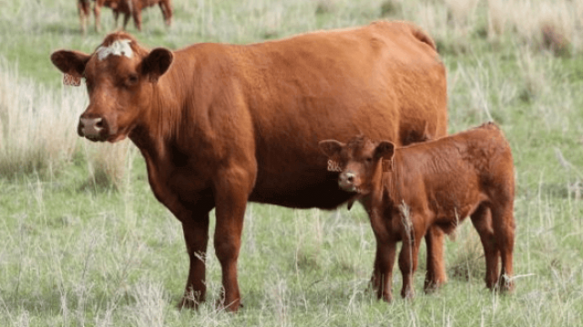 Reprodução bovina: saiba escolher o melhor método