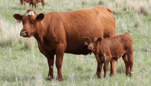 reprodução bovina