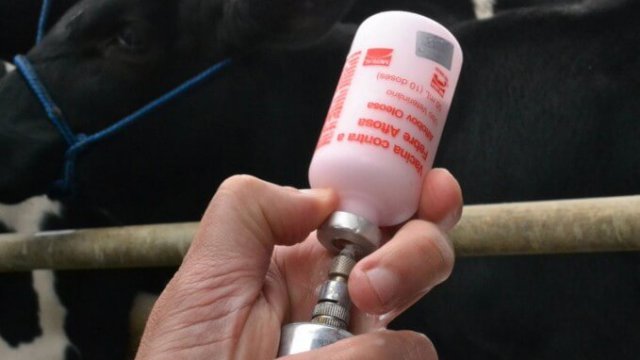Reação de vacinas em bovinos