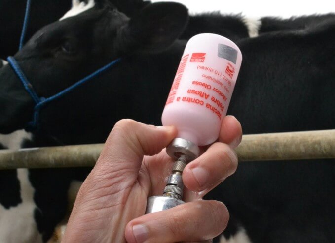 vacinas em bovinos