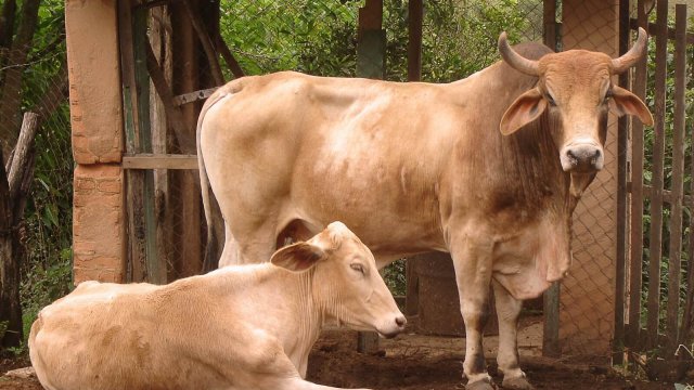 Vaca ou boi: qual é melhor para engorda?