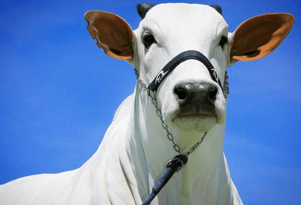 Como evitar o desperdício na propriedade rural? Como evitar o desperdício na propriedade rural?
