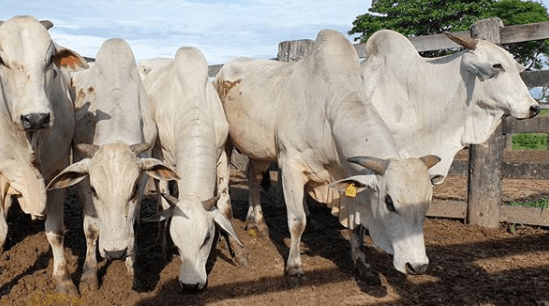 nutrição de qualidade para o gado nutrição de qualidade para o gado