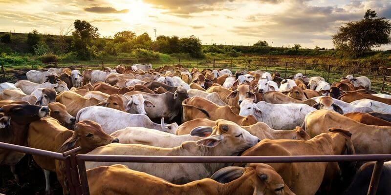 MT passa SP e alcança maior produtividade pecuária do país MT passa SP e alcança maior produtividade pecuária do país