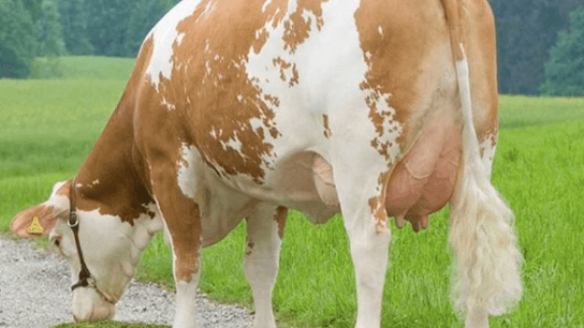 Ração para gado de leite: aprenda como fazer