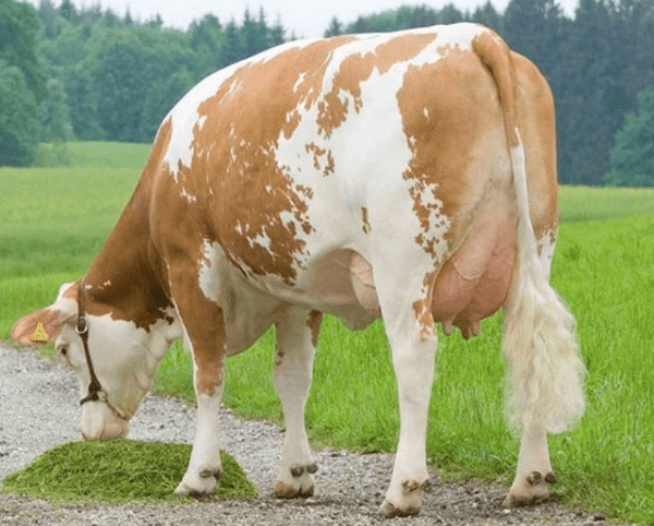 Ração para gado de leite: aprenda como fazer