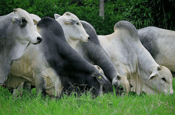 As melhores raças para gado de corte As melhores raças para gado de corte