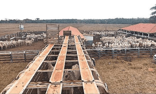 Confira a nutrição ideal para confinamento e aumenta a engorda do seu gado Confira a nutrição ideal para confinamento e aumenta a engorda do seu gado