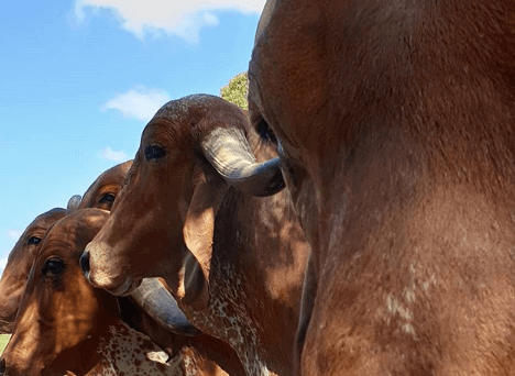 Planilha para calcular a quantidade de Animais por Hectare Planilha para calcular a quantidade de Animais por Hectare e1556057573559 - Planilha para calcular a quantidade de Animais por Hectare