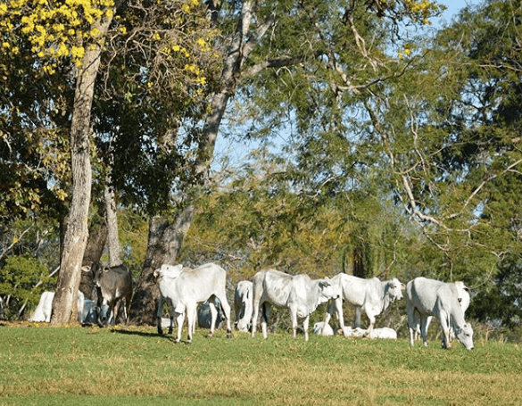 Sal proteinado na seca: quando iniciar o fornecimento sal proteinado na seca - Sal proteinado na seca: quando iniciar o fornecimento