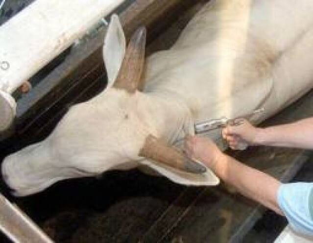 Posso dar todas as vacinas para o gado no mesmo dia? Posso dar todas as vacinas para o gado no mesmo dia?