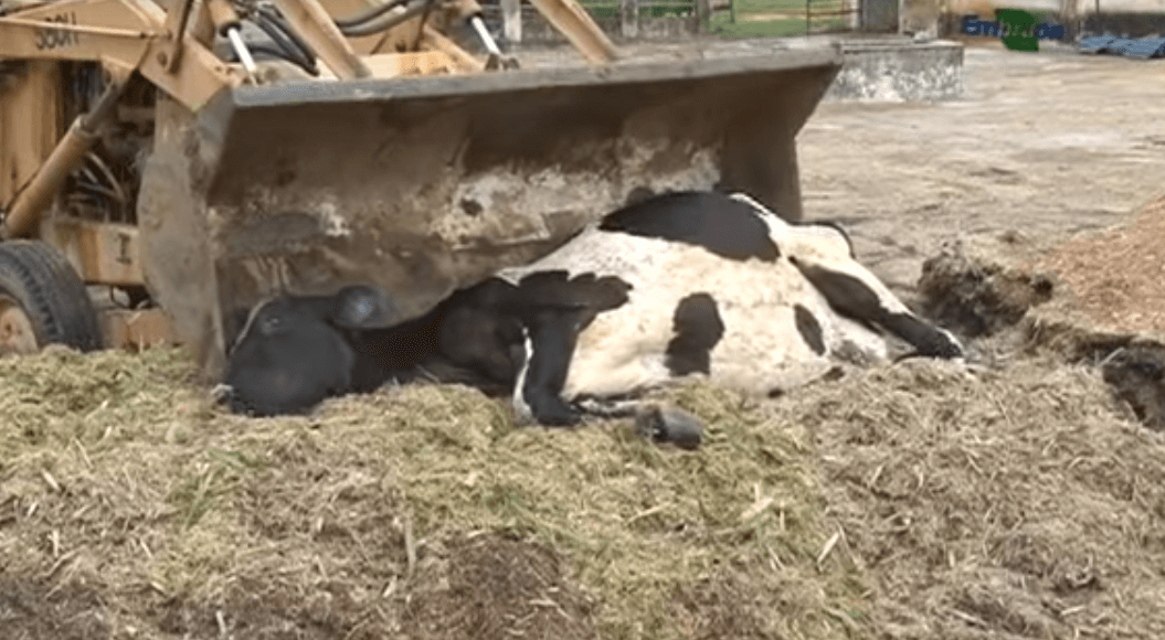 Como fazer o descarte de carcaças de bovinos?