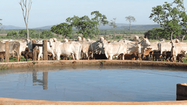 Como manter a água limpa no bebedouro de gado