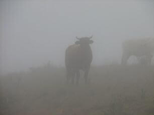Controle de gado: como proteger o gado do frio?