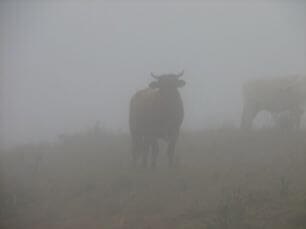 Como proteger o gado do frio? Como proteger o gado do frio - Como proteger o gado do frio?