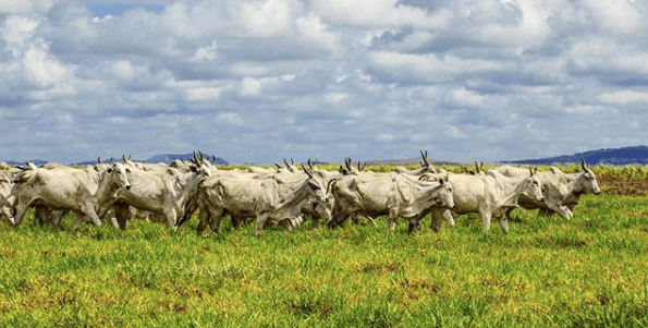 Doenças de pele mais comuns em bovinos Doenças de pele mais comuns em bovinos - Doenças de pele mais comuns em bovinos
