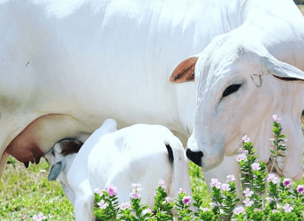 Ração para vaca de cria