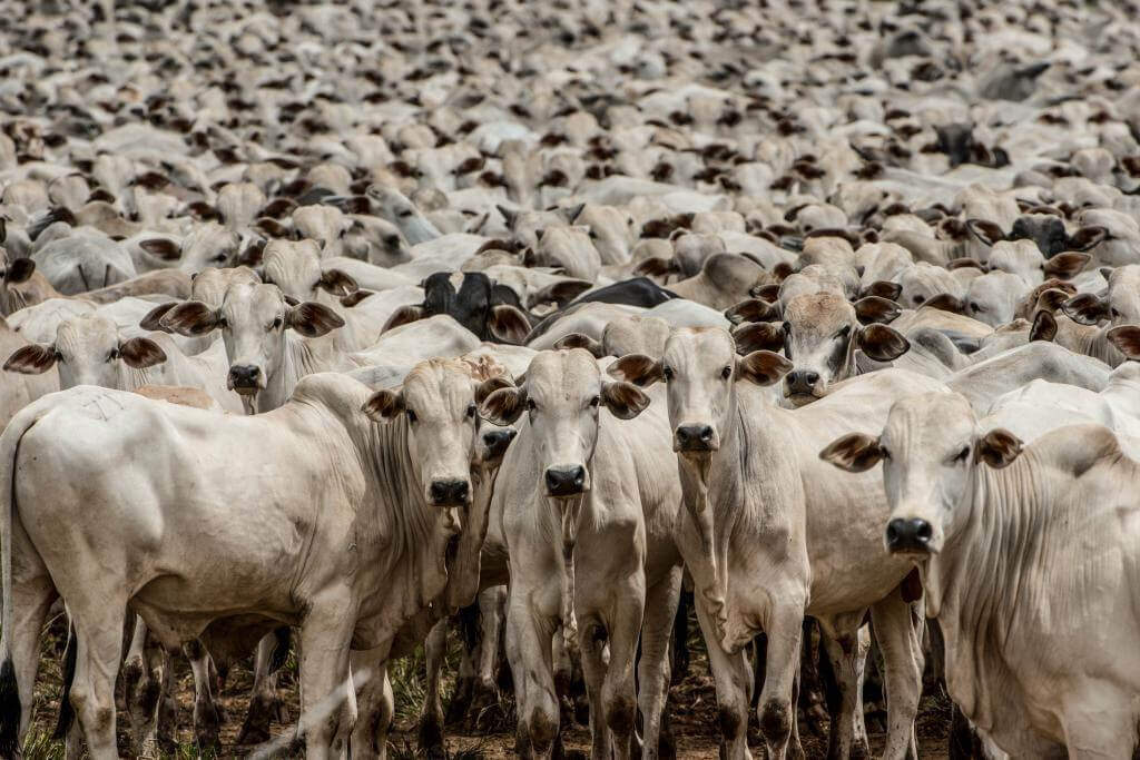 Carne bovina in natura do MT atende todas legislações Carne bovina in natura do MT atende todas legislações