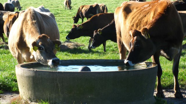 O que fazer quando o boi bebe água contaminada?