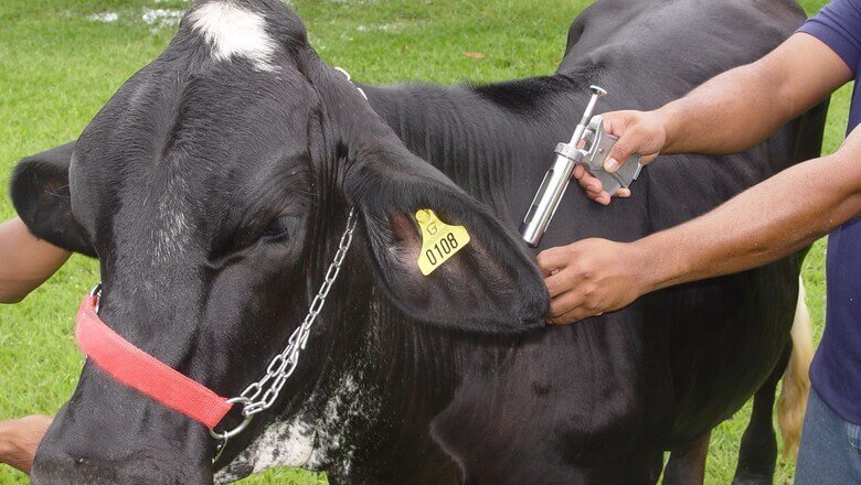 Aftosa: rebanho de 24 Estados e do DF serão vacinados em maio Aftosa: rebanho de 24 Estados e do DF serão vacinados em maio