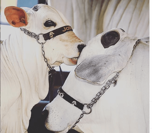 Ração para bezerro no confinamento precisa ser adequada para o bom desenvolvimento do animal. Ração para bezerro no confinamento precisa ser adequada para o bom desenvolvimento do animal.