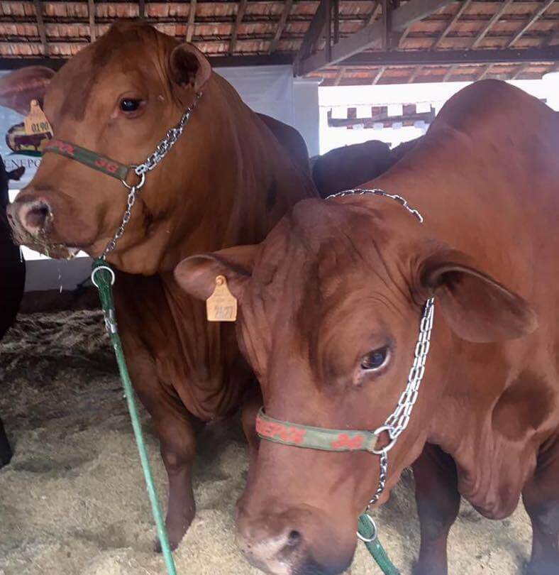 Trato de touro e vaca de exposição precisa ser diferenciado. Foto: Boi Saúde. 