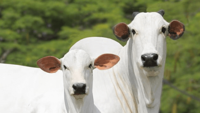 Vaca para reprodução de bovinos de corte