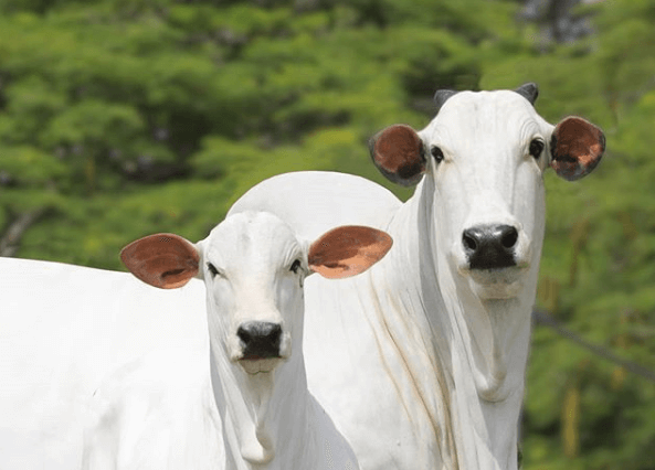 reprodução de bovinos de corte