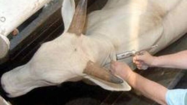 Vacinar gado: posso aplicar todas no mesmo dia?