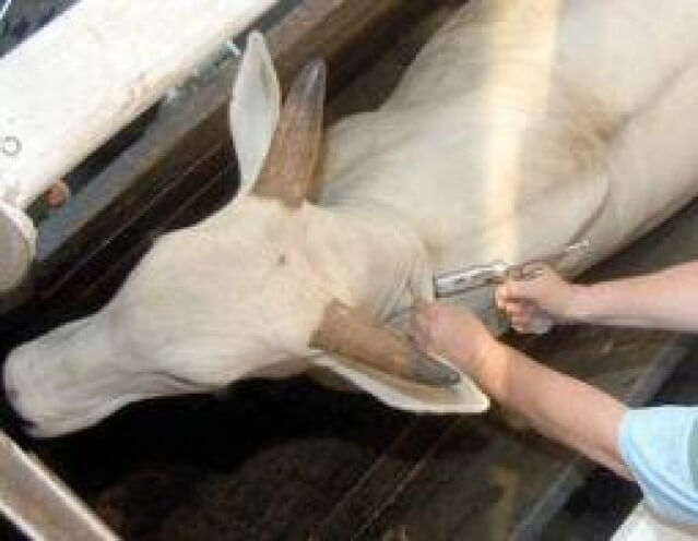 como vacinar gado