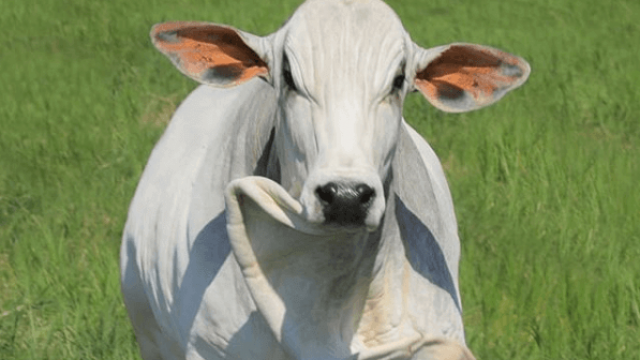 Virginiamicina para bovinos: pasto ou confinamento?