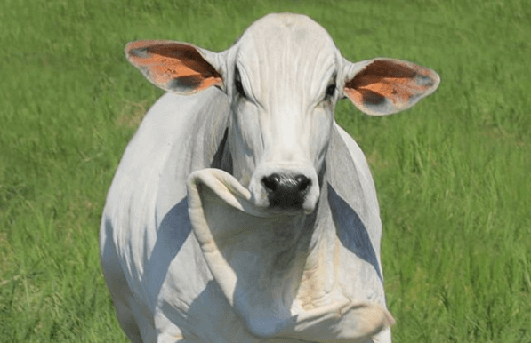 Virginiamicina para bovinos: pasto ou confinamento?