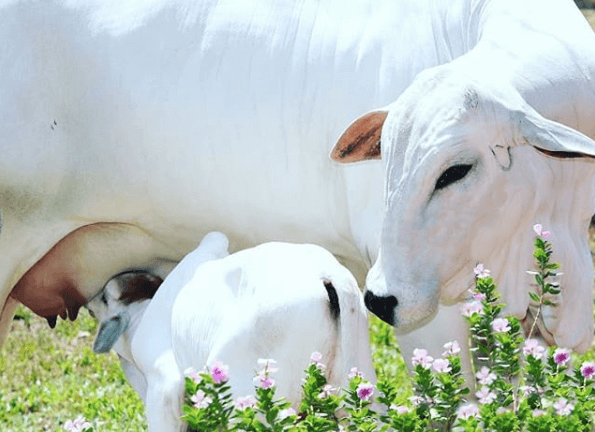 Ração para vacas de cria Ração para vacas de cria - Ração para vacas de cria