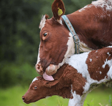 Sal proteinado e vacas de cria Sal proteinado e vacas de cria