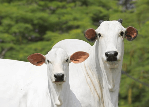 A compra de vaca para reprodução precisa ter fatores de avaliação A compra de vaca para reprodução precisa ter fatores de avaliação