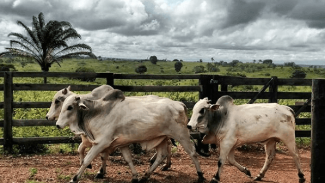 Farelo de soja para gado: como oferecer